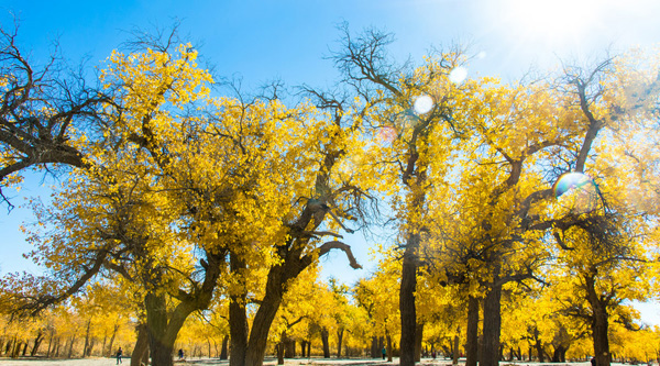 內(nèi)蒙古旅游