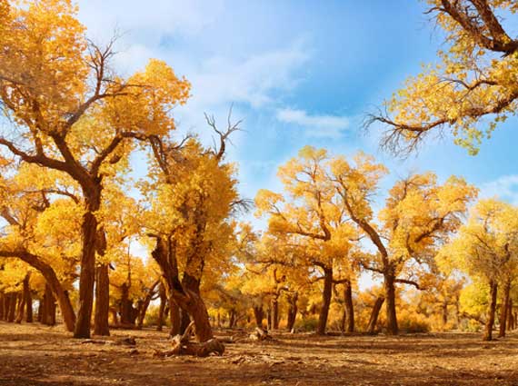 額濟(jì)納旗旅游